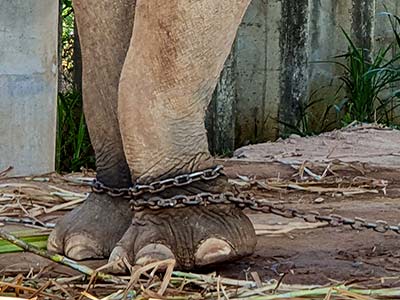 elephant-in-chains