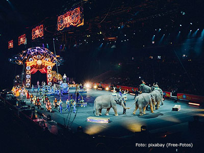 elephant-abuse-in-the-circus