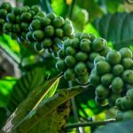 green-coffee-beans-thailand