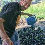 coffee seedlings thailand