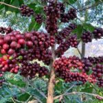 ripe-coffee-beans-thailand-enp