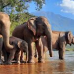 save-elephant-foundation-laos-herd of elephants