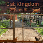 CAT Kingdom – Cat Paradise en la ENP