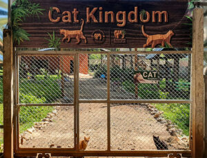 Lire la suite à propos de l’article CAT Kingdom – Le paradis des chats à l’ENP