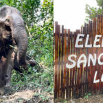 Elephant Sanctuary Laos – Un sanctuaire pour les éléphants