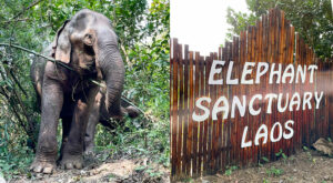 Lee más sobre el artículo Elephant Sanctuary Laos – Un santuario para elefantes