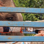Elephant rescue in Laos