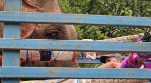 Elephant rescue in Laos