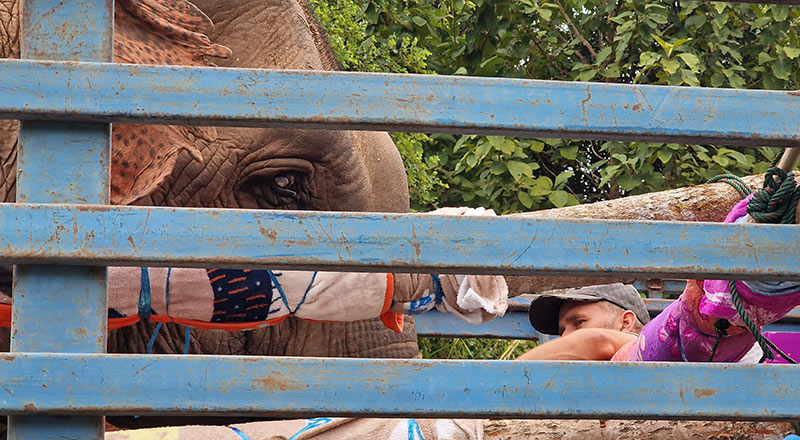 Read more about the article Elephant rescue in Laos